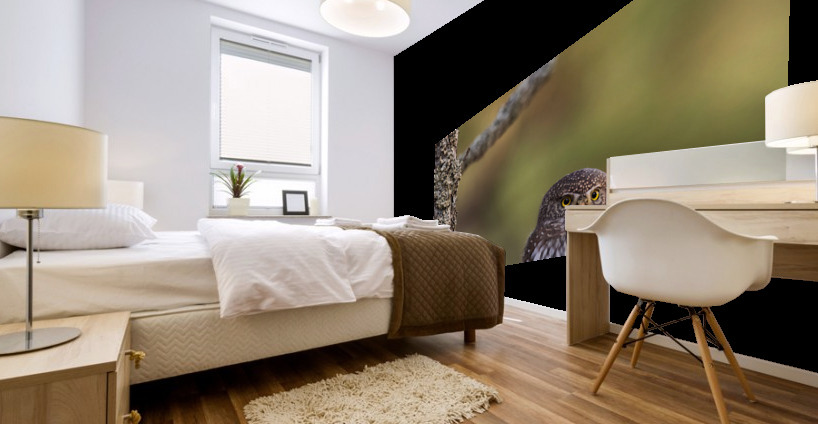 Northern Pygmy Owl Mural print