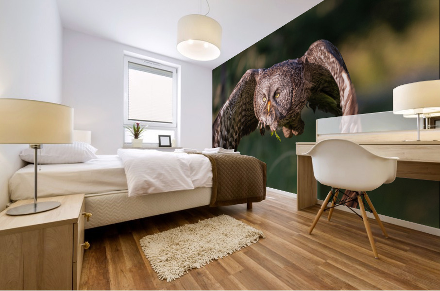Great Gray Owl Mural print