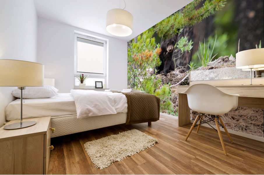 Black Bear Cub Mural print