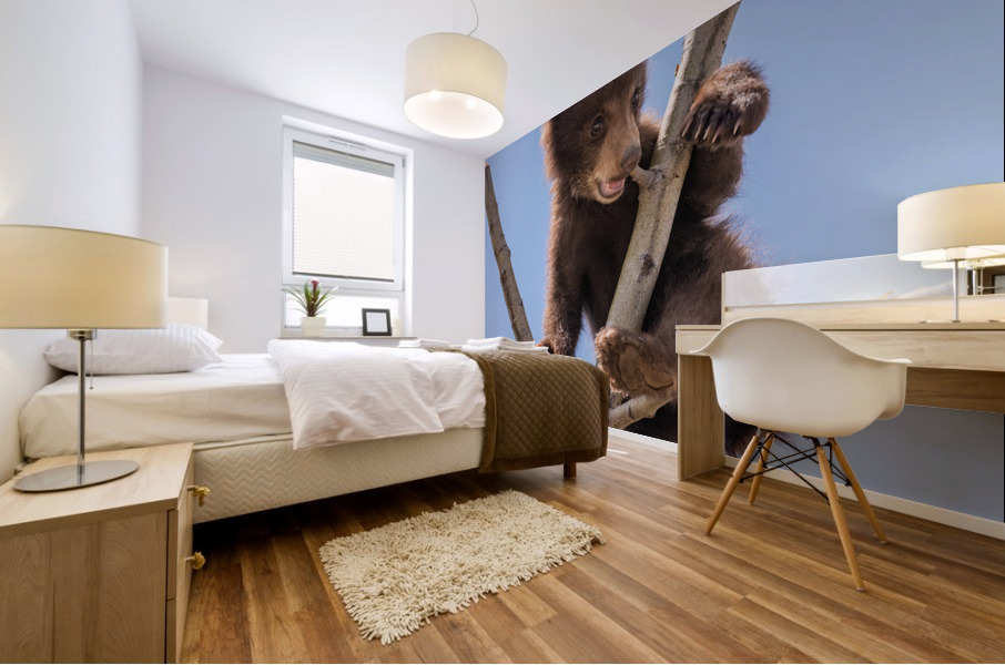 Black Bear Cub Mural print