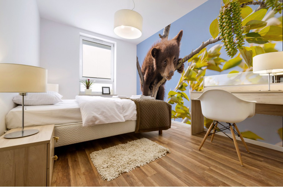 Black Bear Cub Mural print