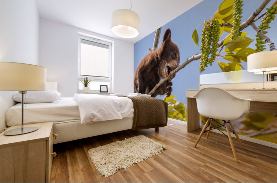 Black Bear Cub Mural print
