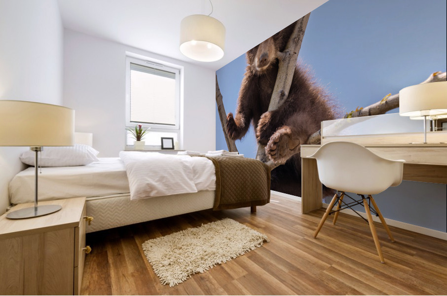 Black Bear Cub Mural print