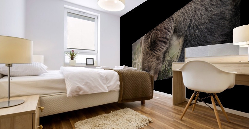 Grizzly Boar Mural print