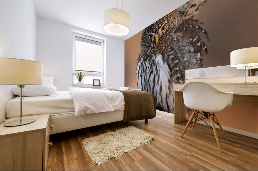 Northern Pygmy Owl Mural print