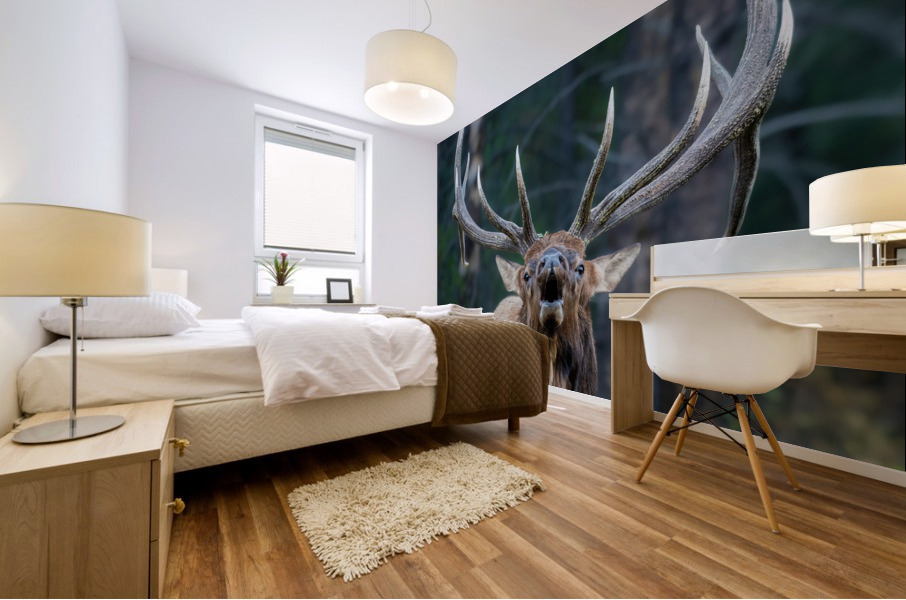 Bull Elk Mural print