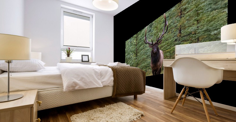 Bull Elk Mural print