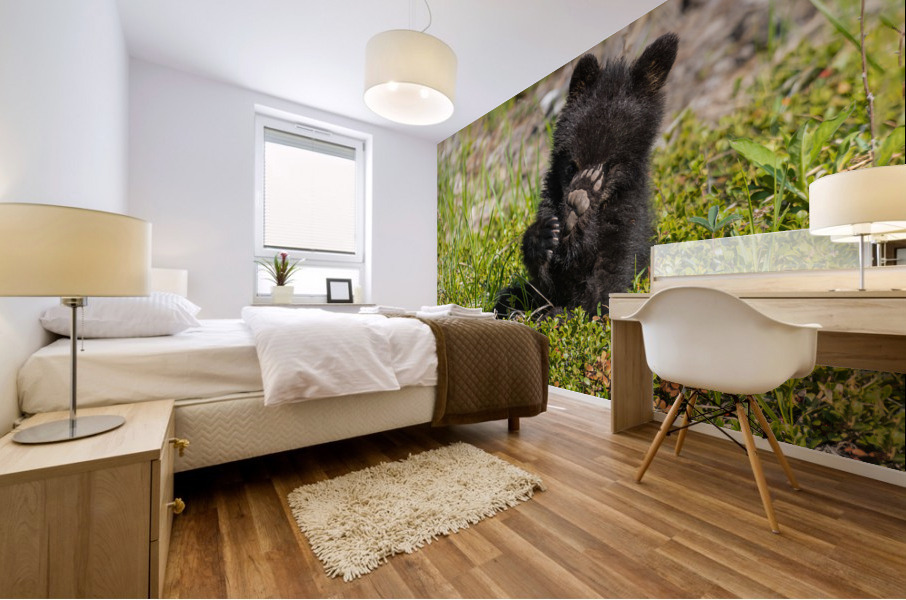 Black Bear Cub Mural print