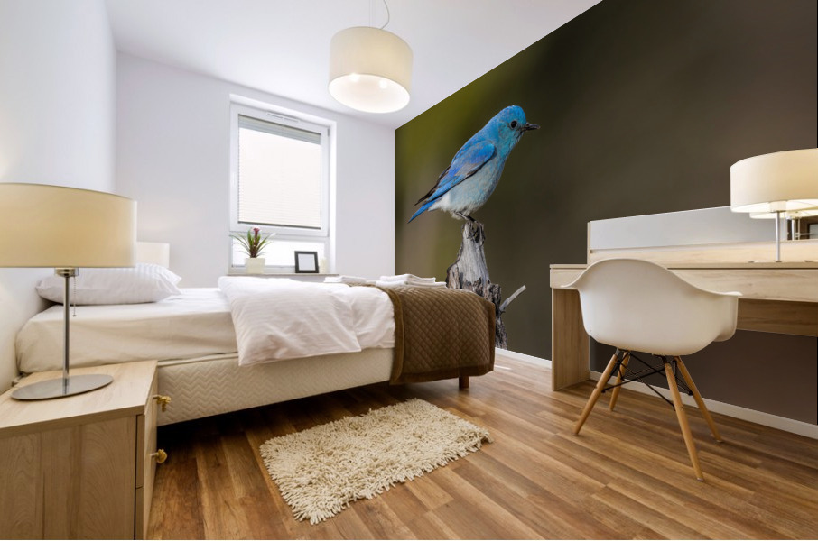 Male Mountain Bluebird Mural print