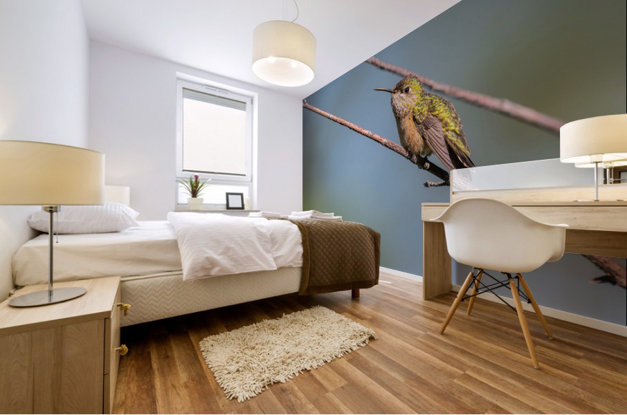 Female Calliope Hummingbird Mural print