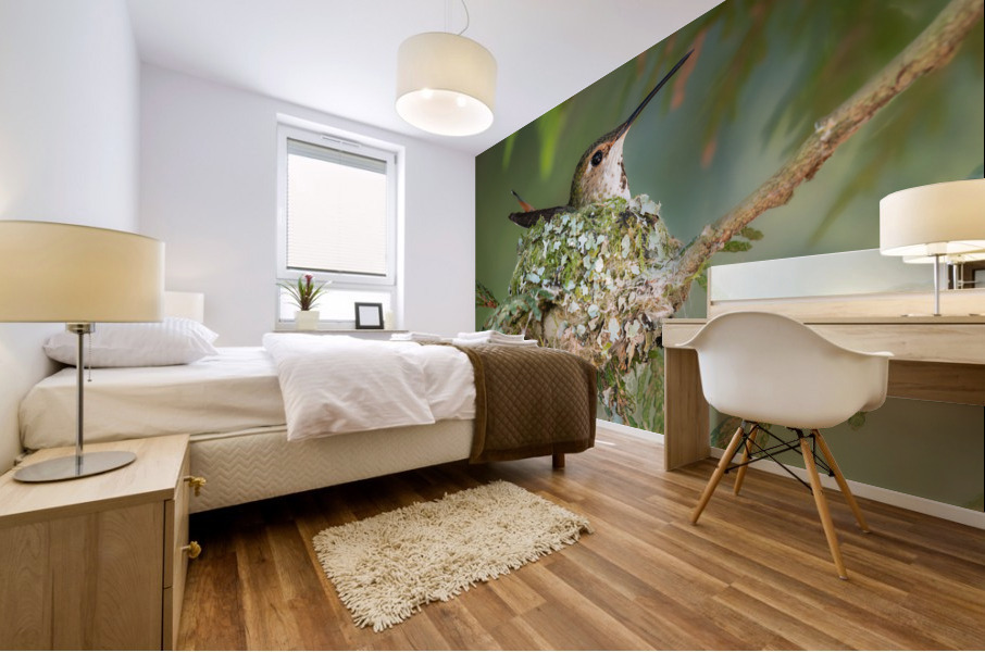 Female Rufous Hummingbird Mural print