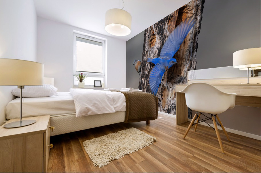 Western Bluebirds Mural print