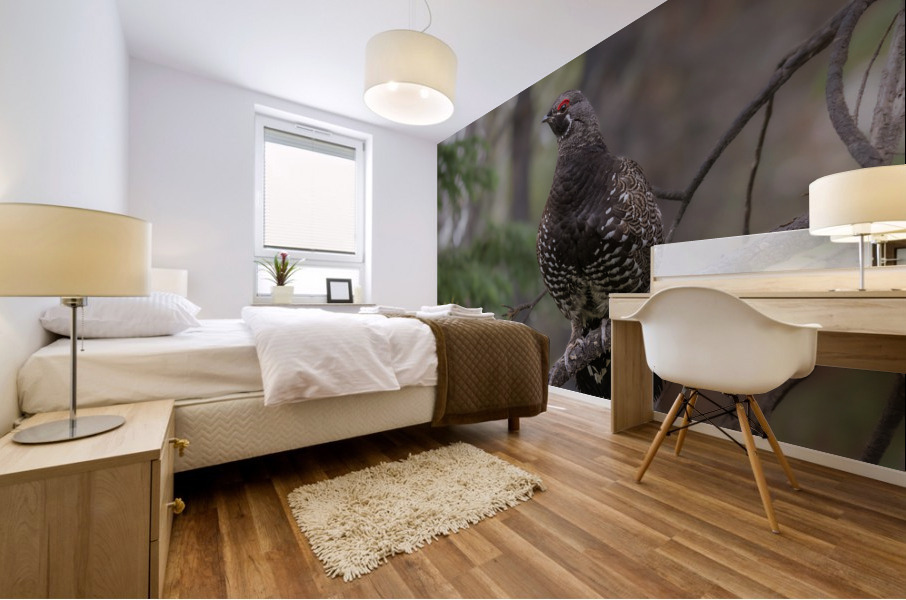 Male Spruce Grouse Mural print