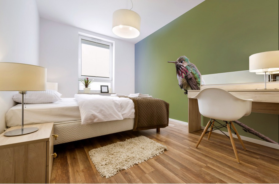 Male Calliope Hummingbird Mural print