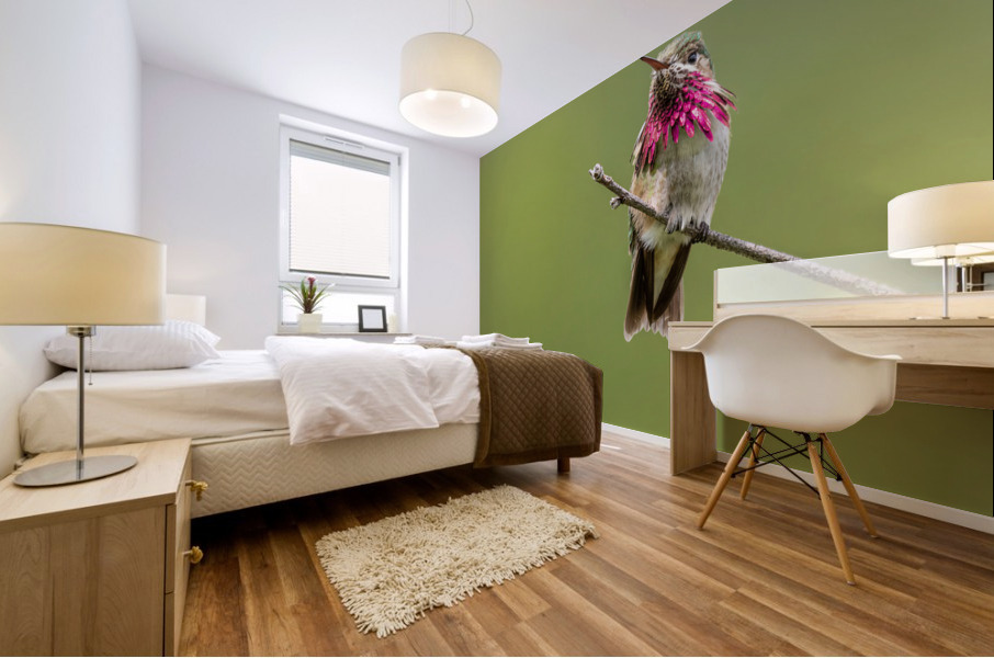 Male Calliope Hummingbird Mural print