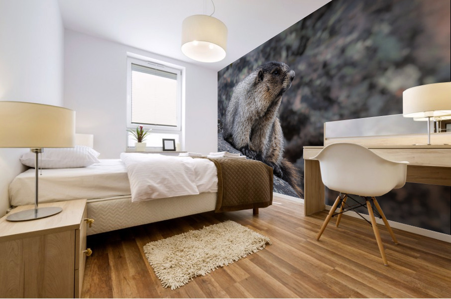 Hoary Marmot Mural print