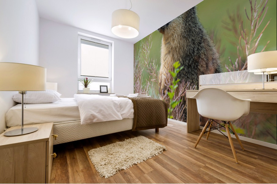 Yellow-bellied Marmot Mural print
