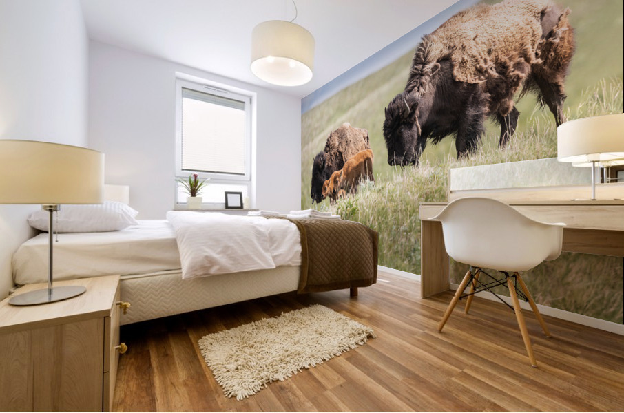 Female Bison with Calves Mural print