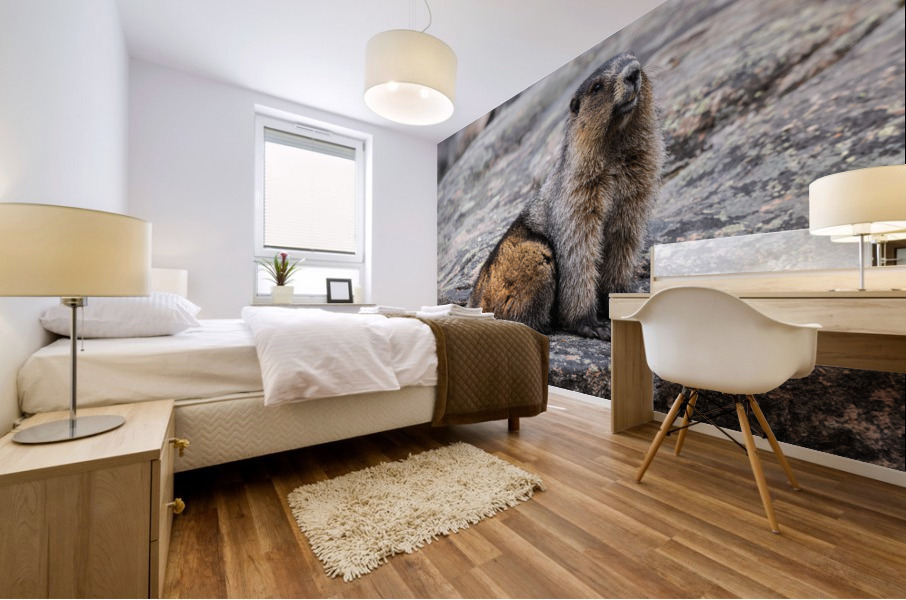 Hoary Marmot Mural print