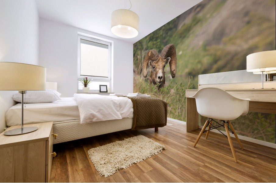 Bighorn Ram Mural print