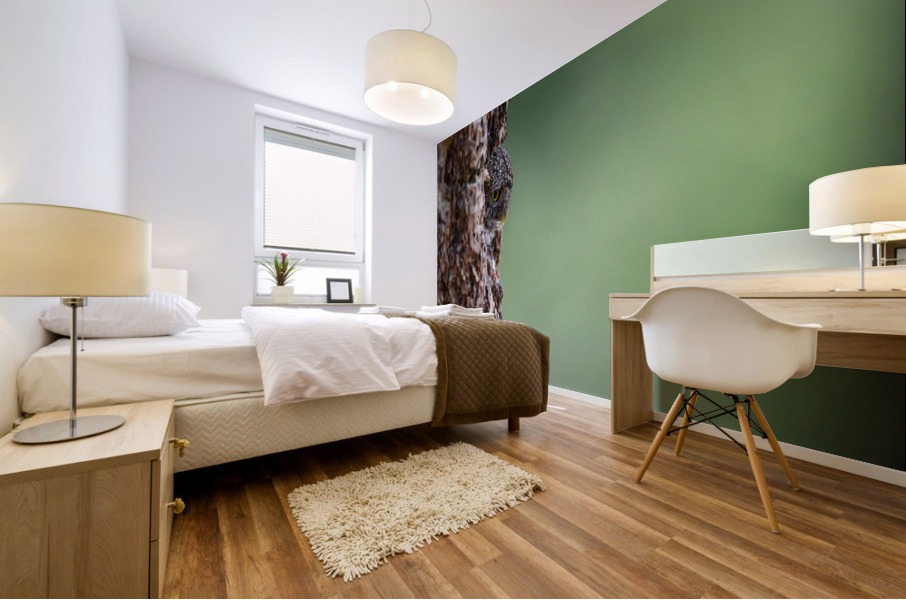 Northern Pygmy Owl Mural print