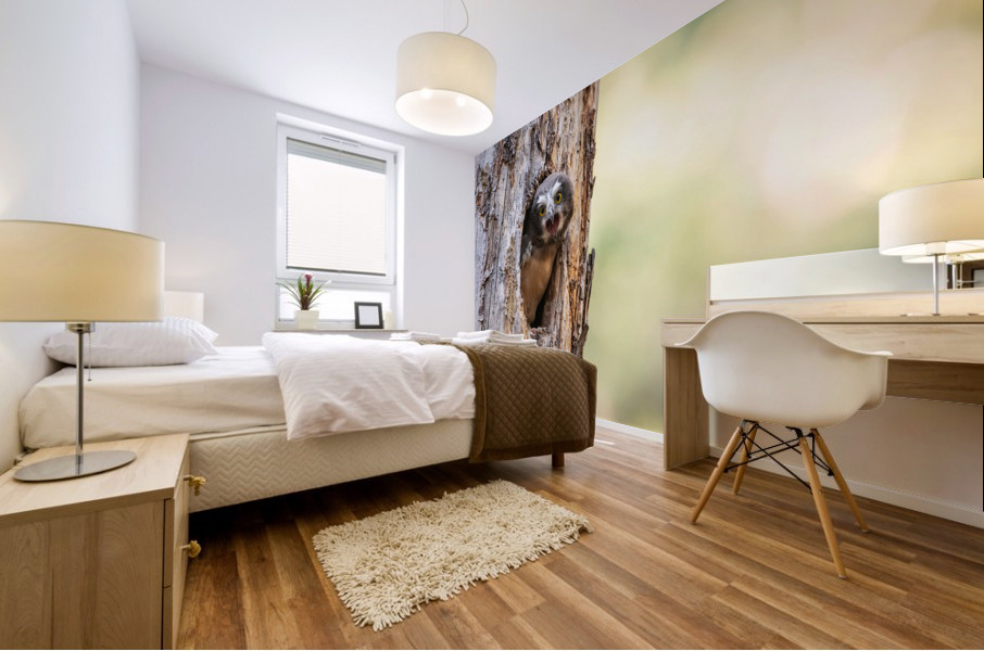 Northern Saw-Whet Owlet Mural print