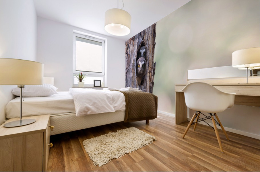 Northern Saw-Whet Owlets Mural print