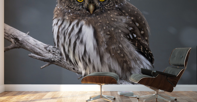 Northern Pygmy Owl Wall Murals