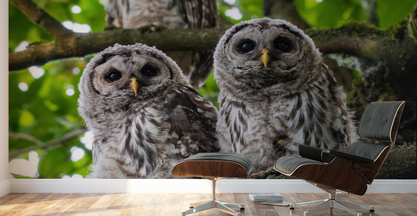Barred Owlets Wall Murals