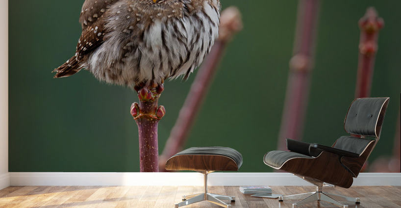 Northern Pygmy Owl Wall Murals