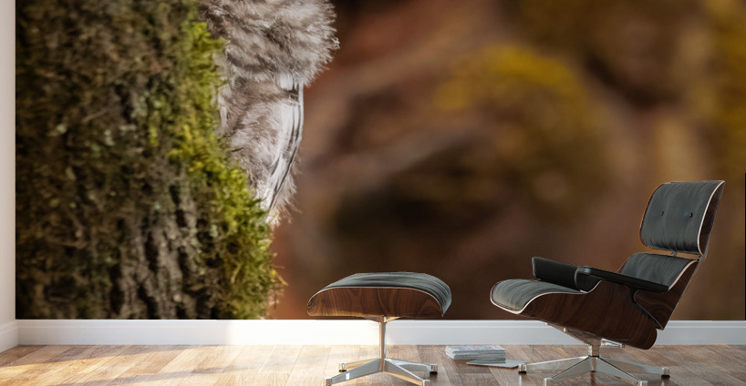 Barred Owlet Wall Murals