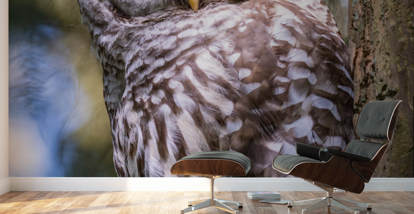 Barred Owl Wall Murals