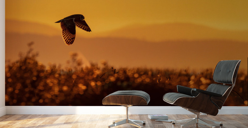 Short-eared Owl Wall Murals