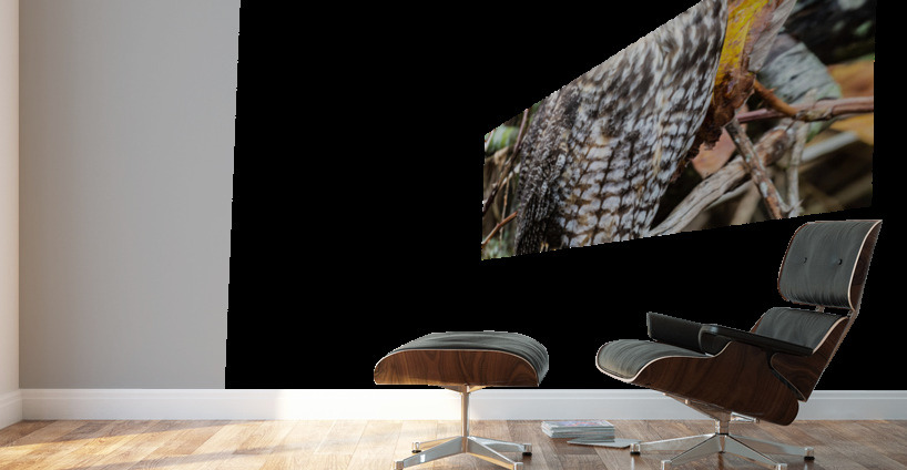 Long-eared Owl Wall Murals