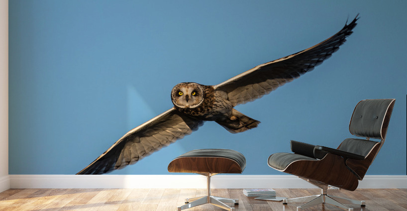 Short-eared Owl Wall Murals