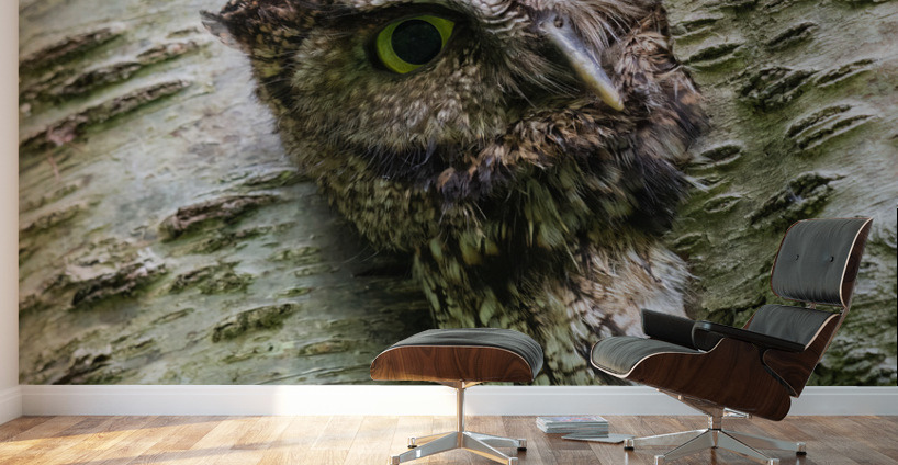 Western Screech Owl Wall Murals