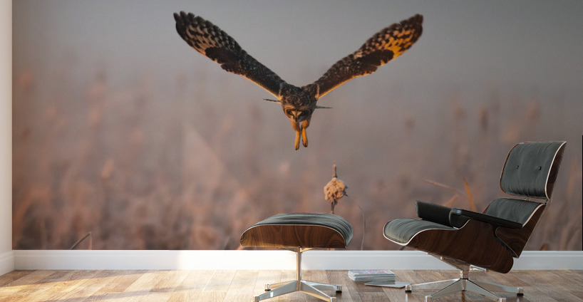 Short-eared Owl Wall Murals