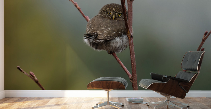 Northern Pygmy Owl Wall Murals