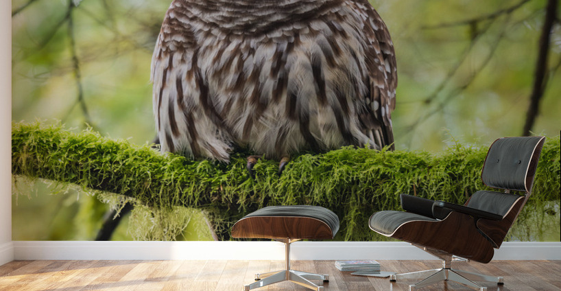 Barred Owl Wall Murals