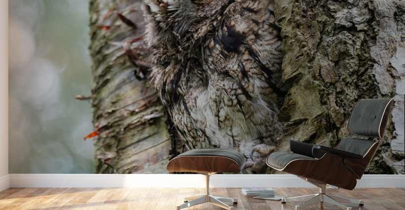 Western Screech Owl Wall Murals