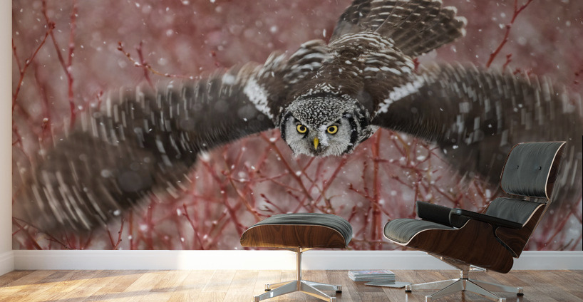 Northern Hawk Owl Wall Murals