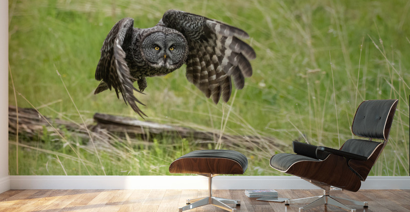 Great Gray Owl Wall Murals