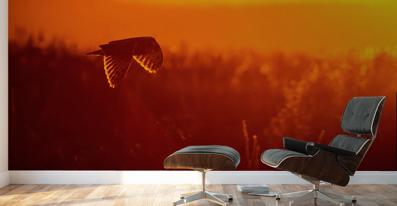 Short-eared Owl Wall Murals