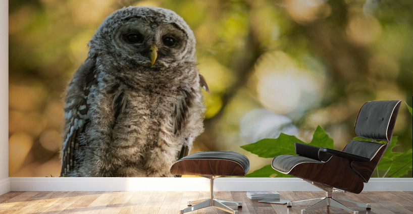 Barred Owl Wall Murals