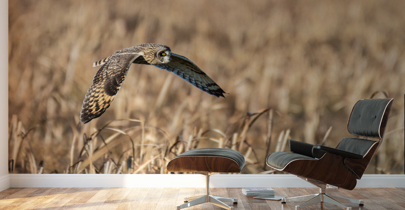 Short-eared Owl Wall Murals