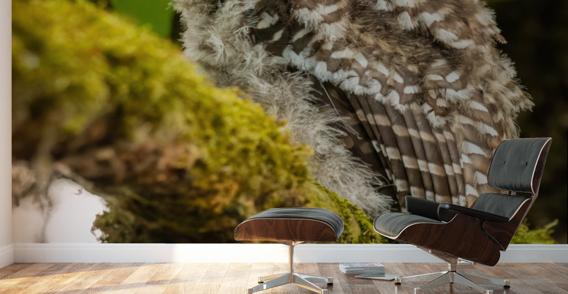 Barred Owlet Wall Murals