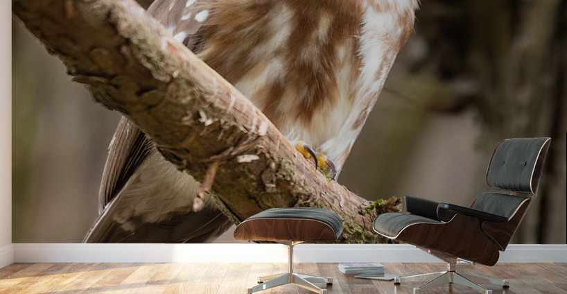 Northern Saw-Whet Owl Wall Murals