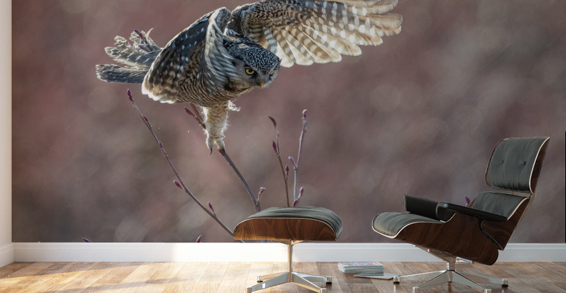 Northern Hawk Owl Wall Murals