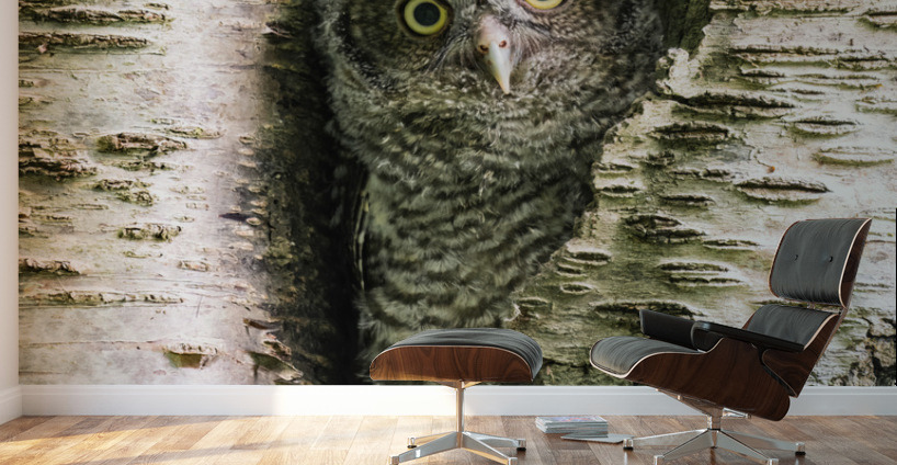 Western Screech Owlet Wall Murals