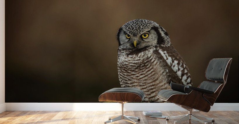 Northern Hawk Owl Wall Murals